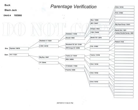 21 Blackjack Pedigree