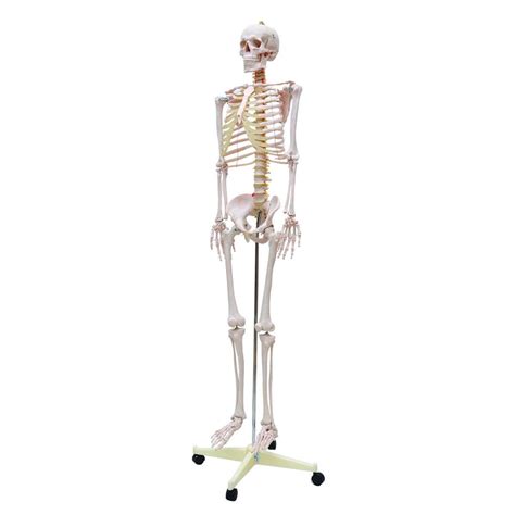 70cm Esqueleto De Fenda
