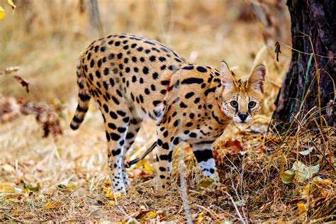 African Cats Brabet