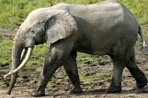 African Elephant Bwin