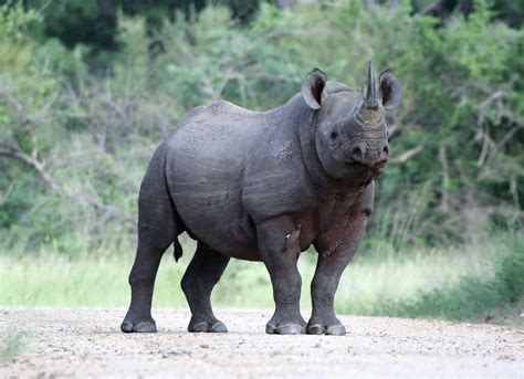 African Rhino Sportingbet