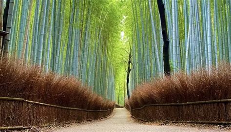 Bamboo Grove Novibet