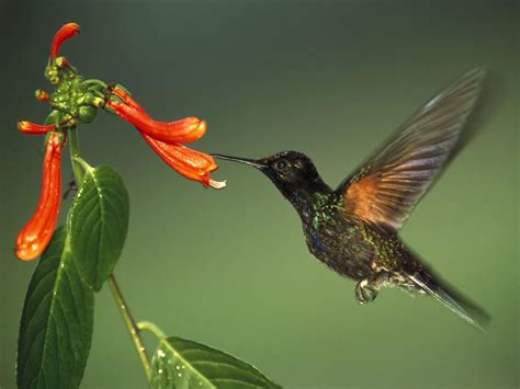 Beija Flor De Maquina De Fenda