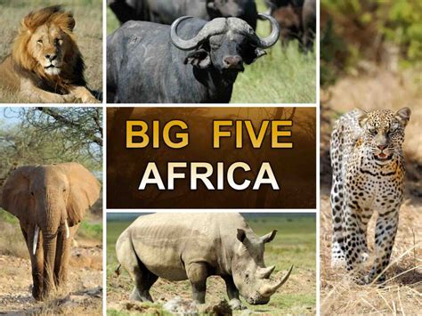 Big 5 Africa Betway
