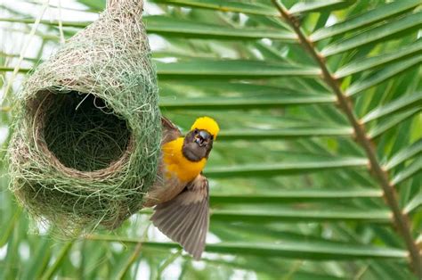 Birds Nest Betway