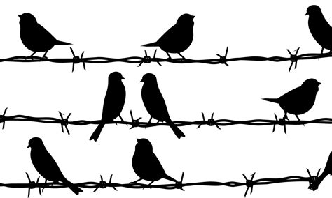 Birds On A Wire Brabet