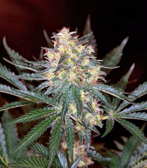 Black Jack F1 Fv