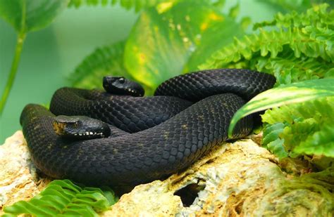 Black Mamba Novibet