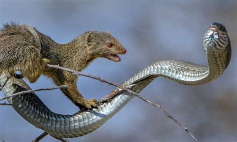 Brave Mongoose Betano