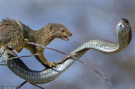 Brave Mongoose Parimatch