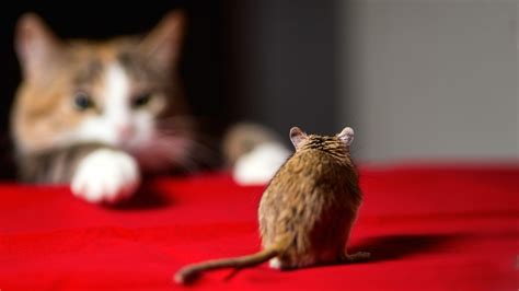 Cat And Mouse Betfair