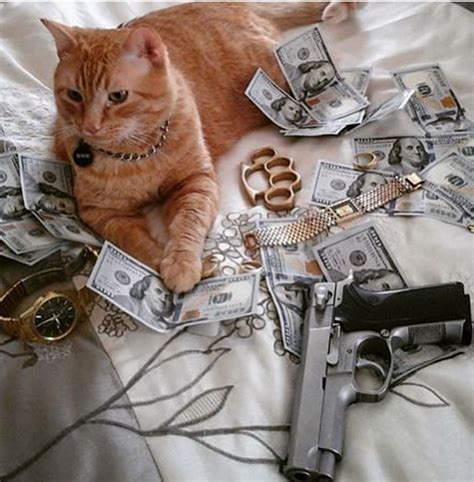 Cat Gangster Parimatch