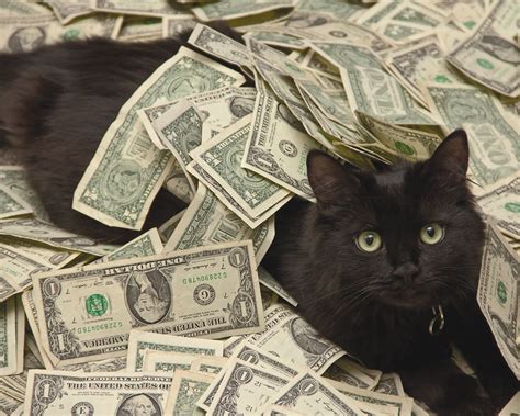 Cats And Cash Brabet