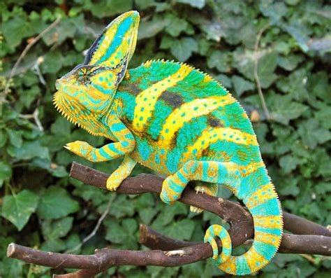 Chameleon Netbet