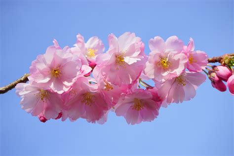 Cherry Blossom Bet365