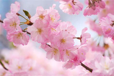 Cherry Blossom Brabet