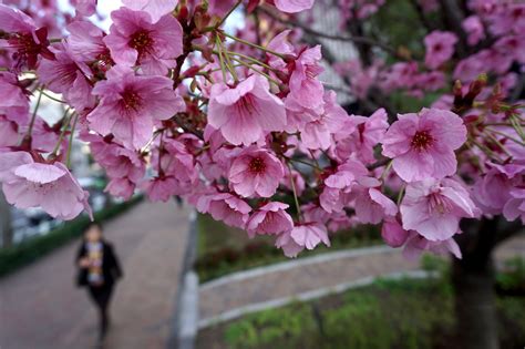 Cherry Blossom Parimatch