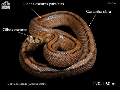 Cobras Escadas De Fenda