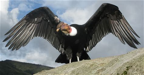 Condor Tipo Ranhura 1