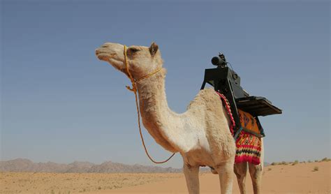 Desert Camel Betsson