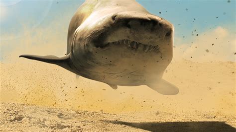 Desert Shark Bodog