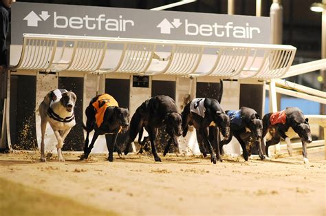 Dogs And Tails Betfair
