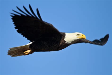 Eagle S Flight Bwin