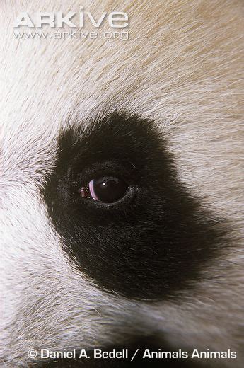 Eye Of The Panda Betsul
