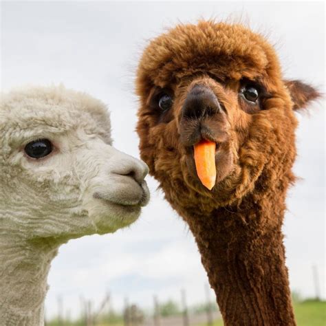 Funny Alpaca Betsson