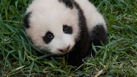 Giant Panda Brabet