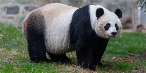 Giant Panda Bwin