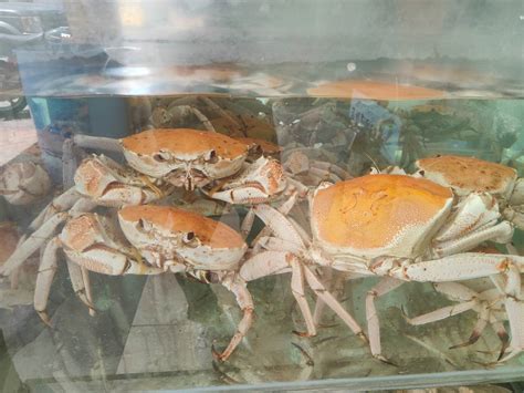 Golden Crab Betsul