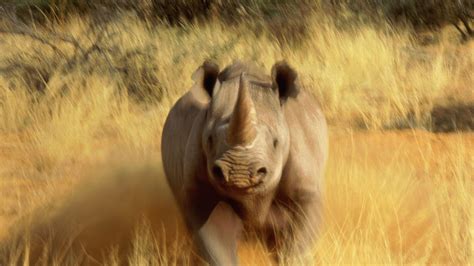 Great Rhino Betsul