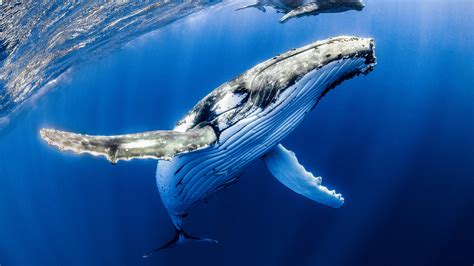 Great Whale Bwin