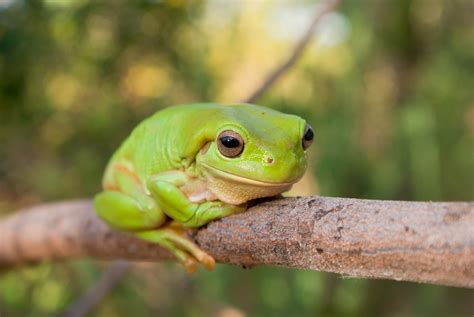 Green Frog Betfair
