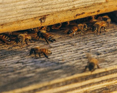Honey Bees Brabet