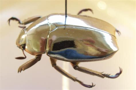 Jewel Scarabs Brabet