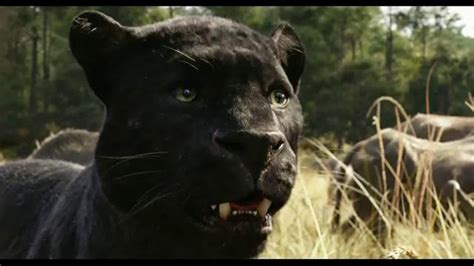 Jogar Book Of Panther Wild Dawn Com Dinheiro Real