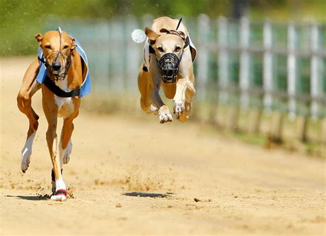 Jogos E Corridas De Galgos