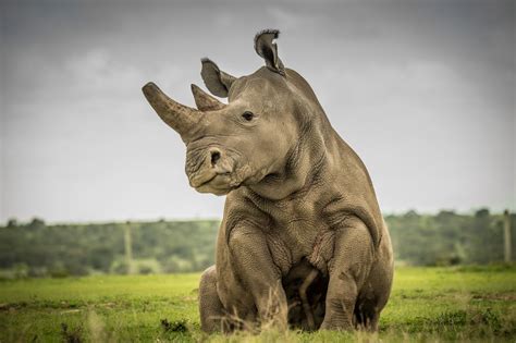 Jogue Majestic White Rhino Online