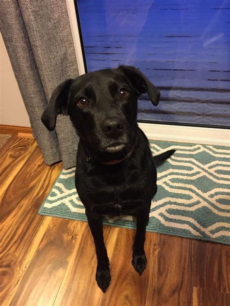 Labrador Preto De Jack Russell Tamanho Da Mistura