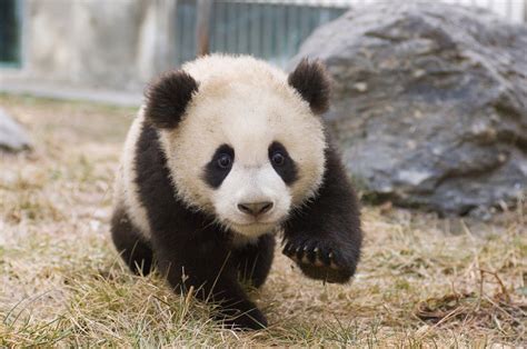 Little Panda Parimatch