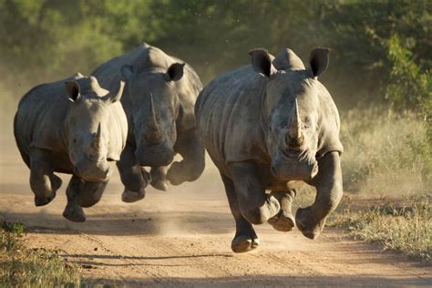Livre O Rinoceronte Preto Slots