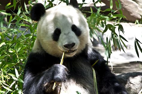 Livre Selvagem Panda Maquinas De Fenda