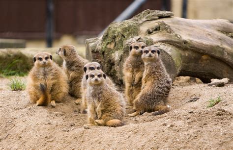 Meerkats Family 1xbet