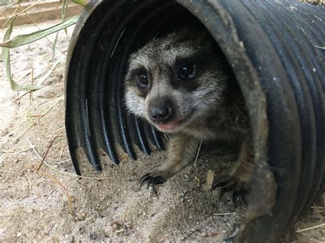 Meerkats Family Blaze