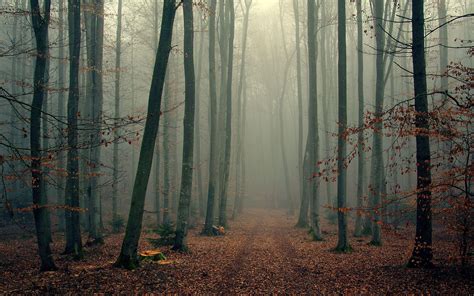 Misty Forest Betsul