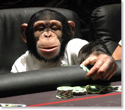 Mono Jugando Poker