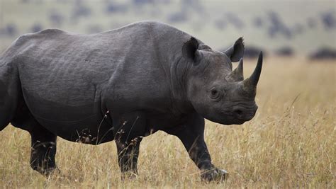 O Rinoceronte Negro Maquina De Fenda De Download