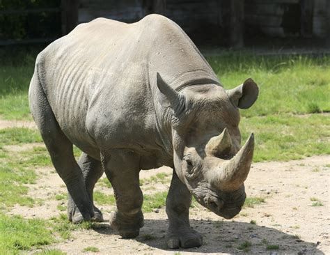 O Rinoceronte Preto Slots De Download Gratis